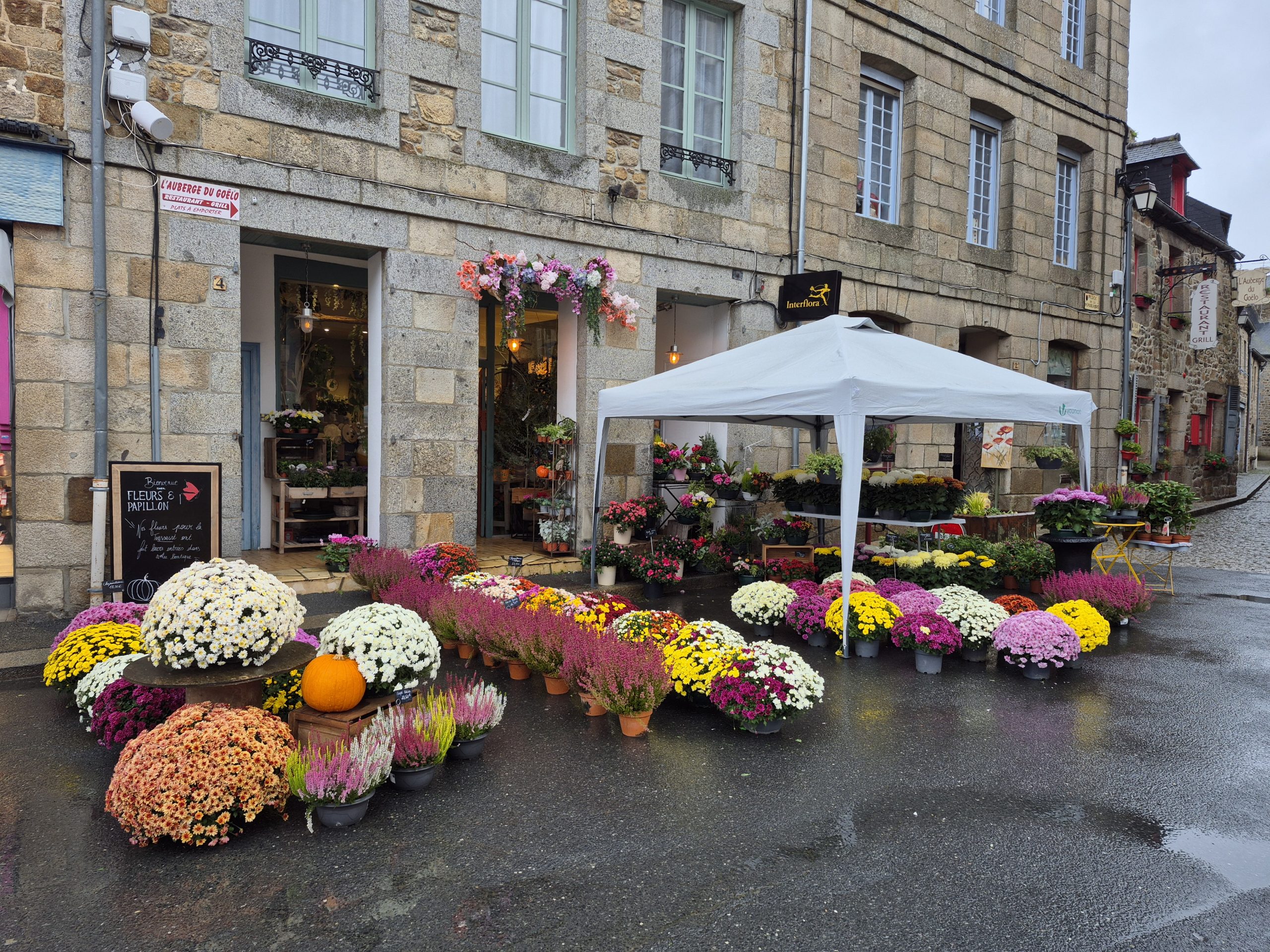 Chrysanthème Breton à Petites fleurs – Spécial Toussaint